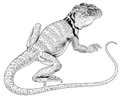 Collared Lizard coloring #20, Download drawings