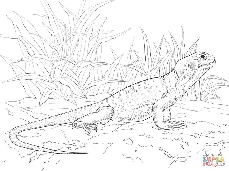 Collared Lizard coloring #18, Download drawings