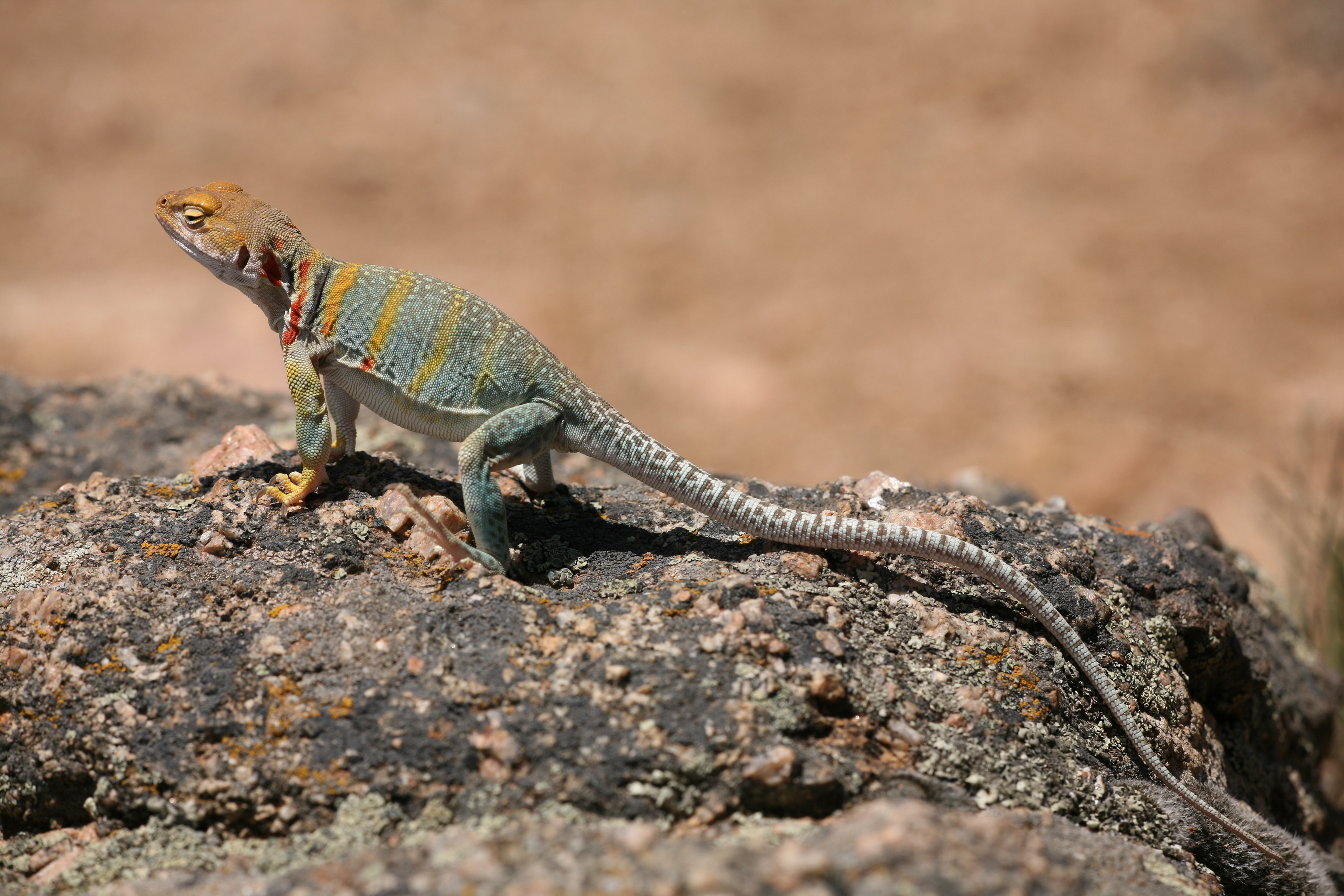 Collared Lizard svg #3, Download drawings