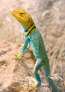 Collared Lizard svg #14, Download drawings