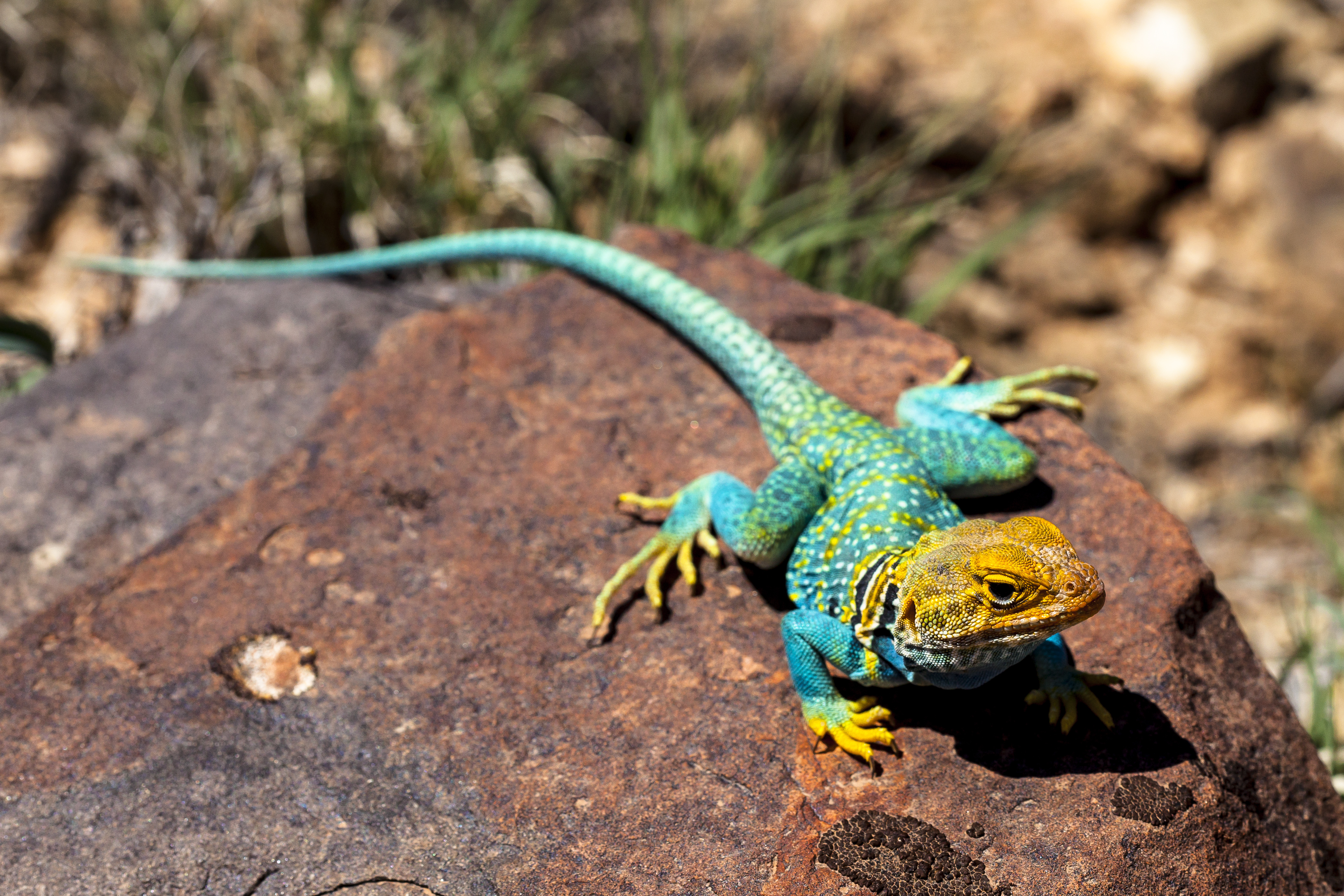 Eastern Collared Lizard svg #4, Download drawings