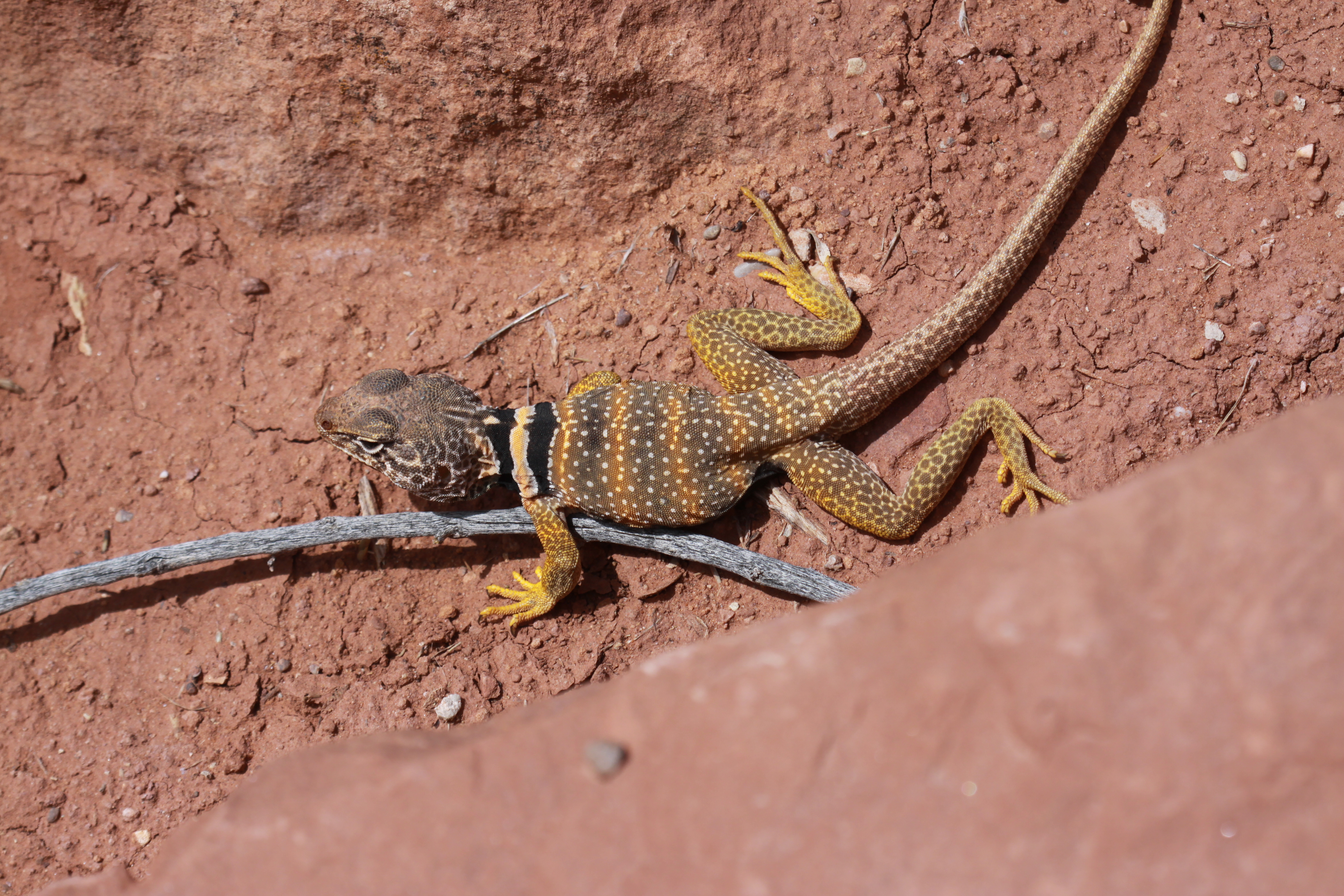 Collared Lizard svg #1, Download drawings
