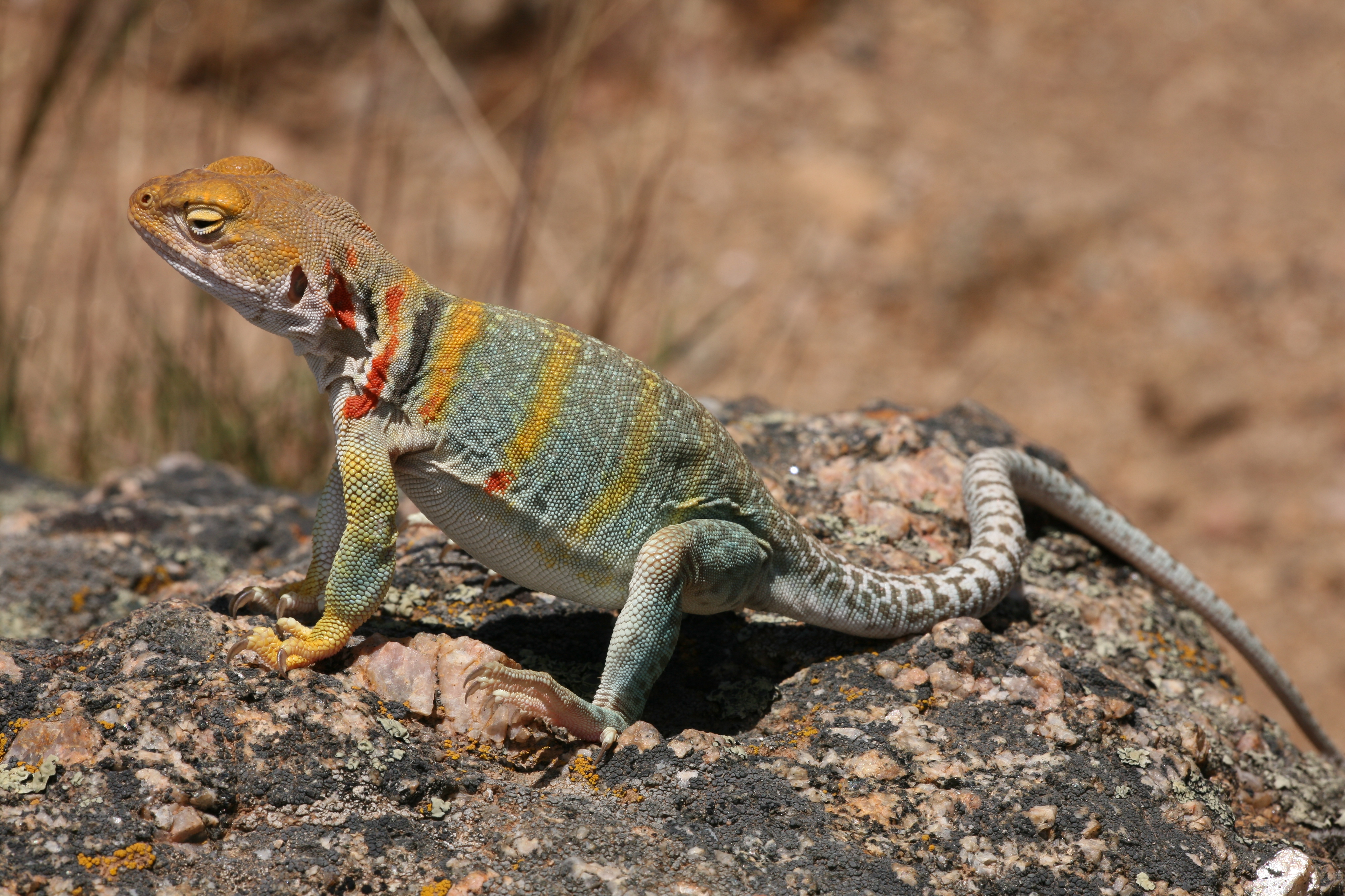 Eastern Collared Lizard svg #10, Download drawings