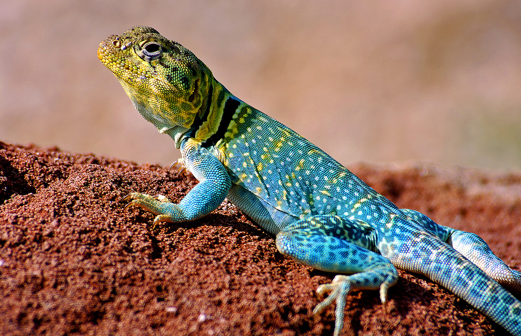 Eastern Collared Lizard svg #20, Download drawings