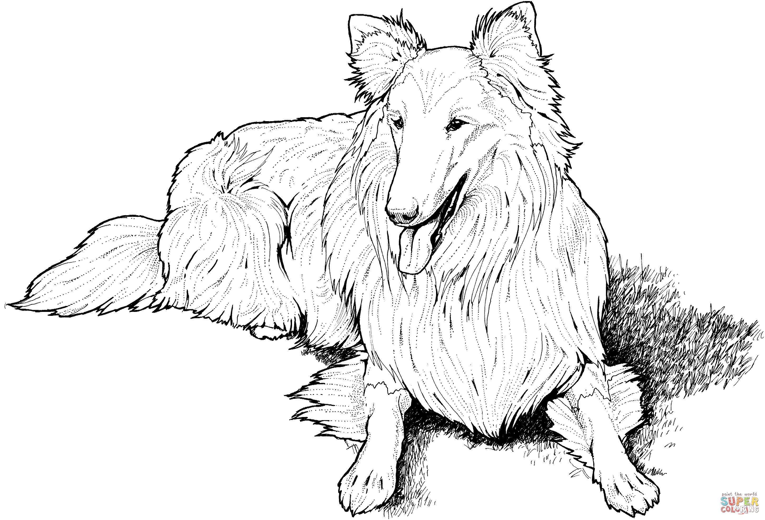Collie coloring #7, Download drawings