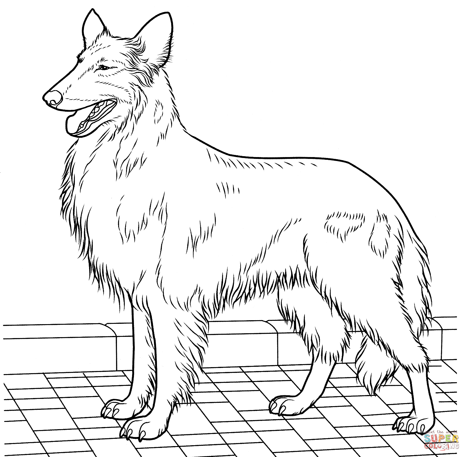 Collie coloring #11, Download drawings