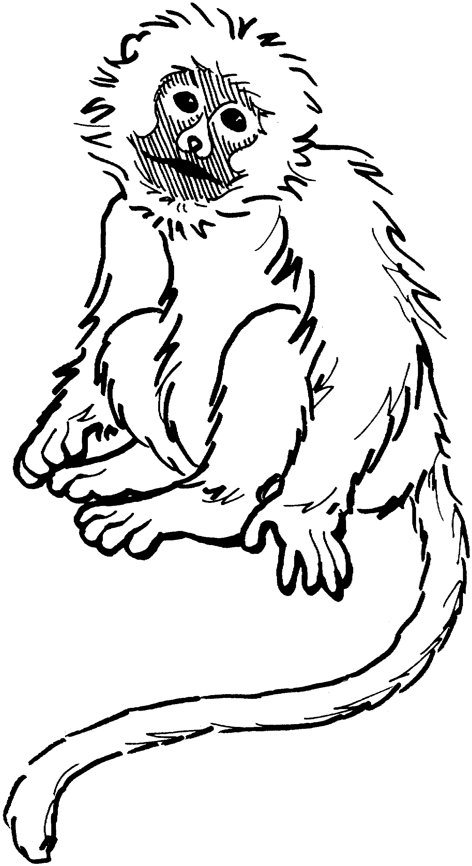 White-faced Guenon coloring #8, Download drawings