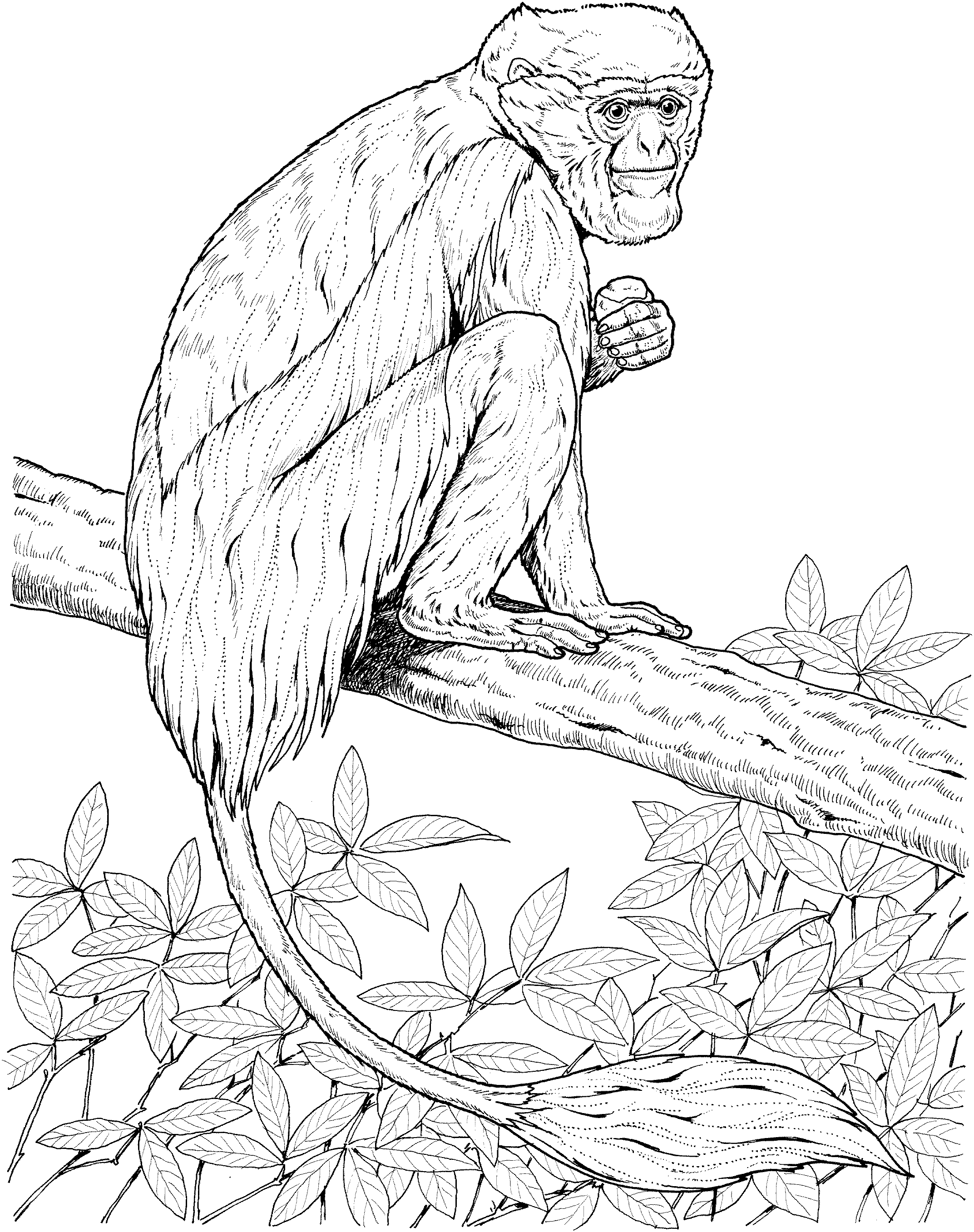 Colobus Monkey  coloring #2, Download drawings