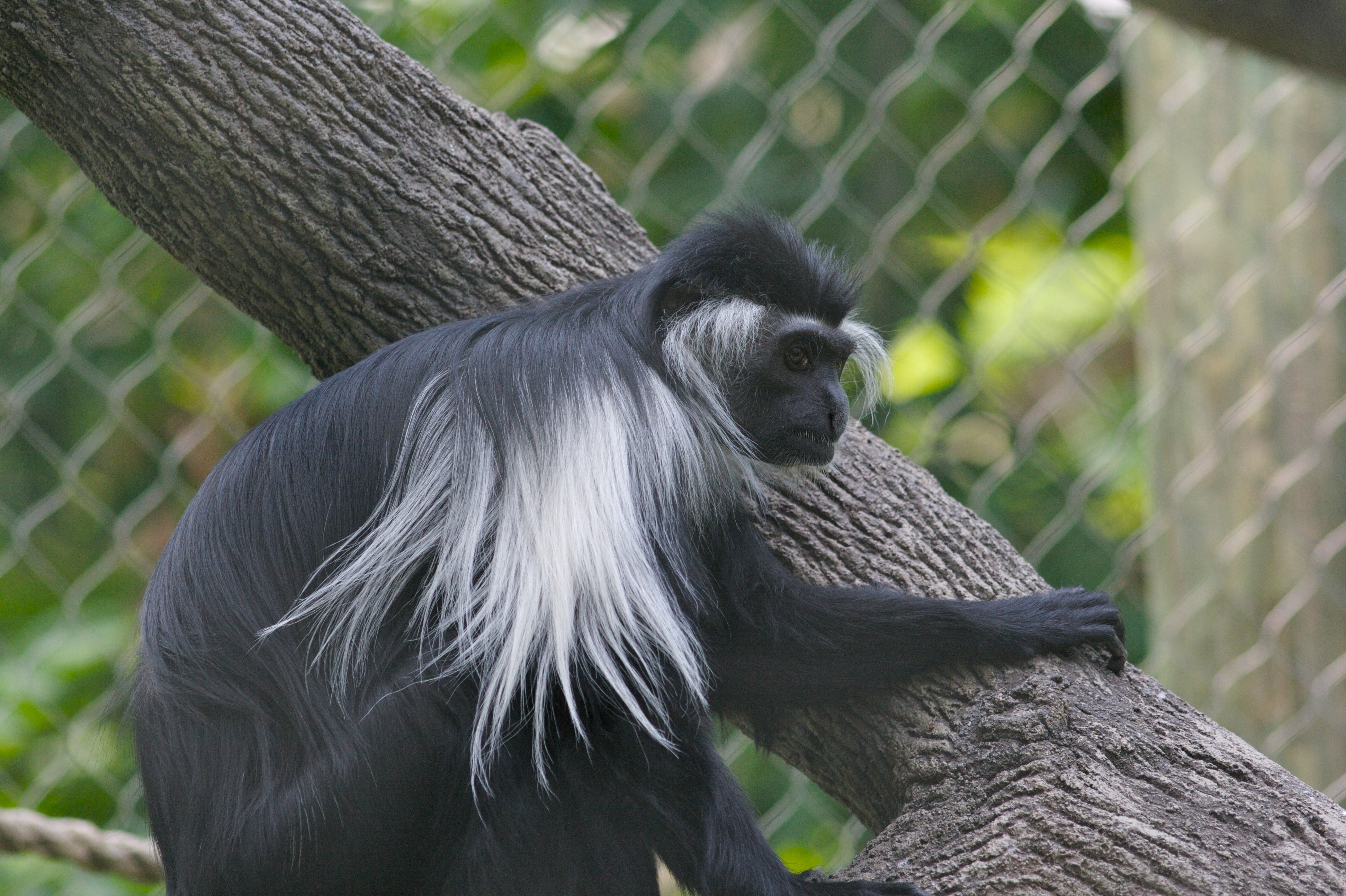 Colobus Monkey  svg #3, Download drawings