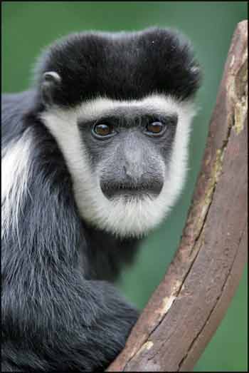 Colobus Monkey  svg #12, Download drawings