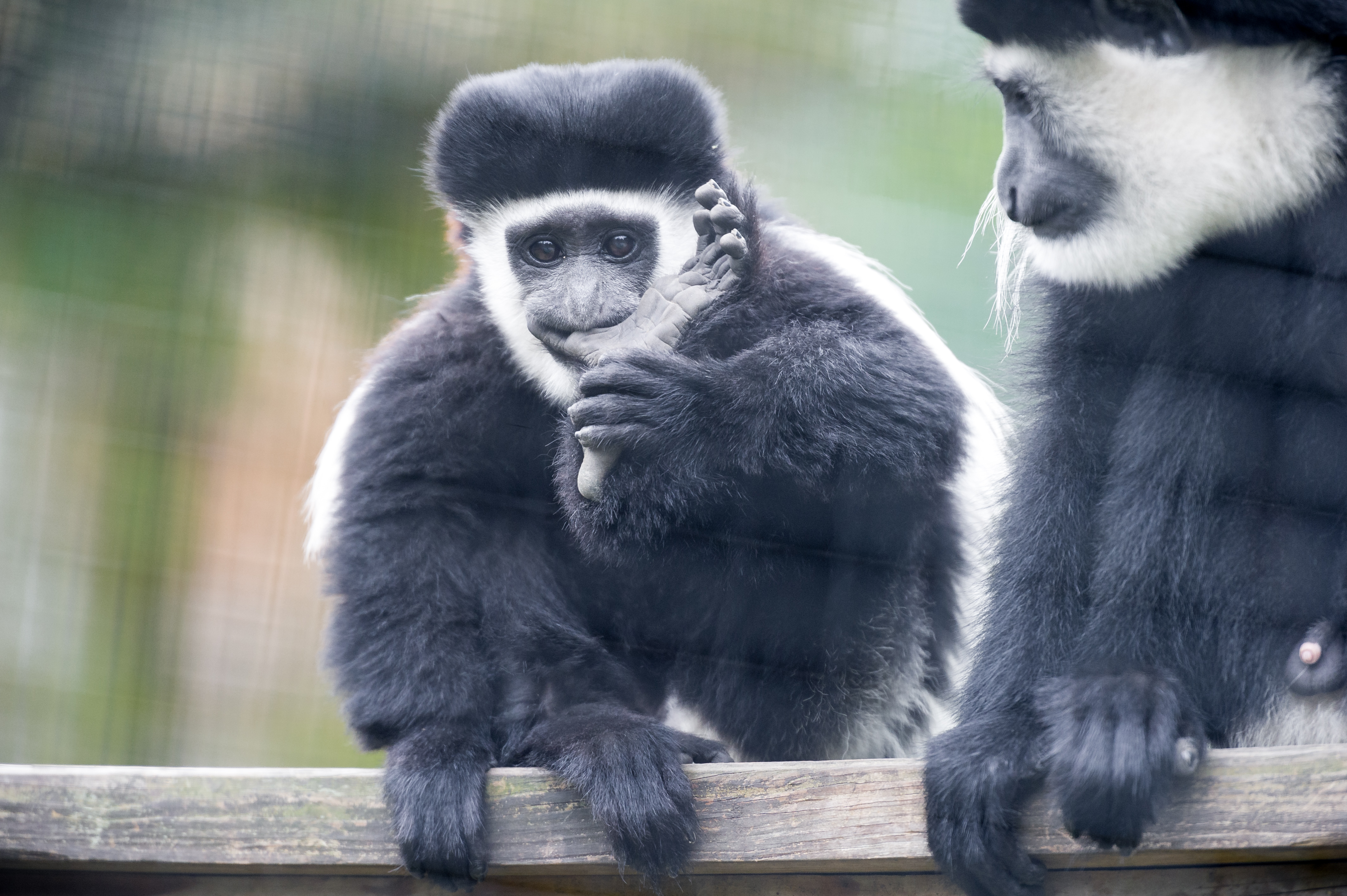 Colobus Monkey  svg #1, Download drawings