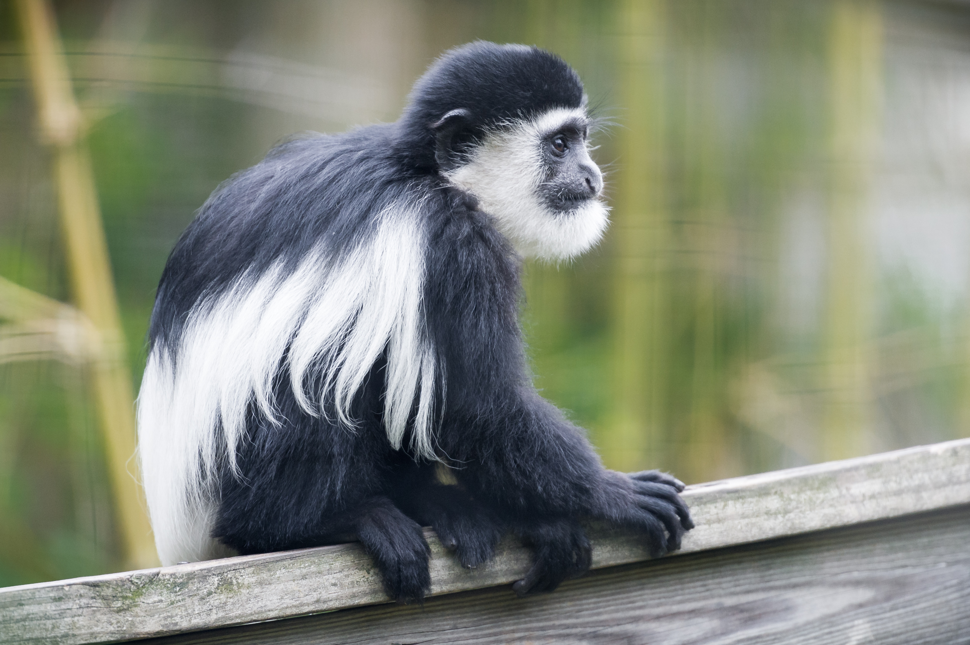 Colobus Monkey  svg #4, Download drawings