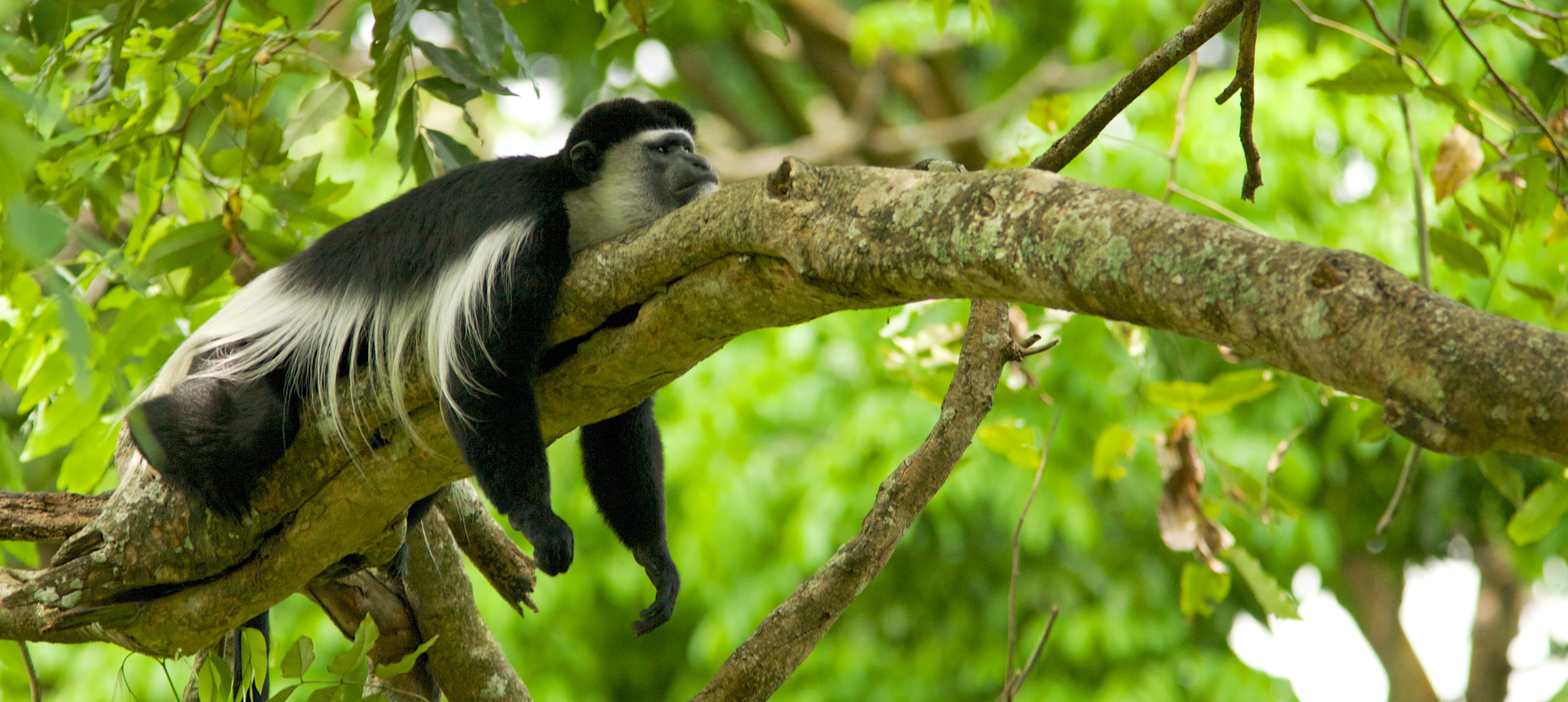 Colobus Monkey  svg #13, Download drawings