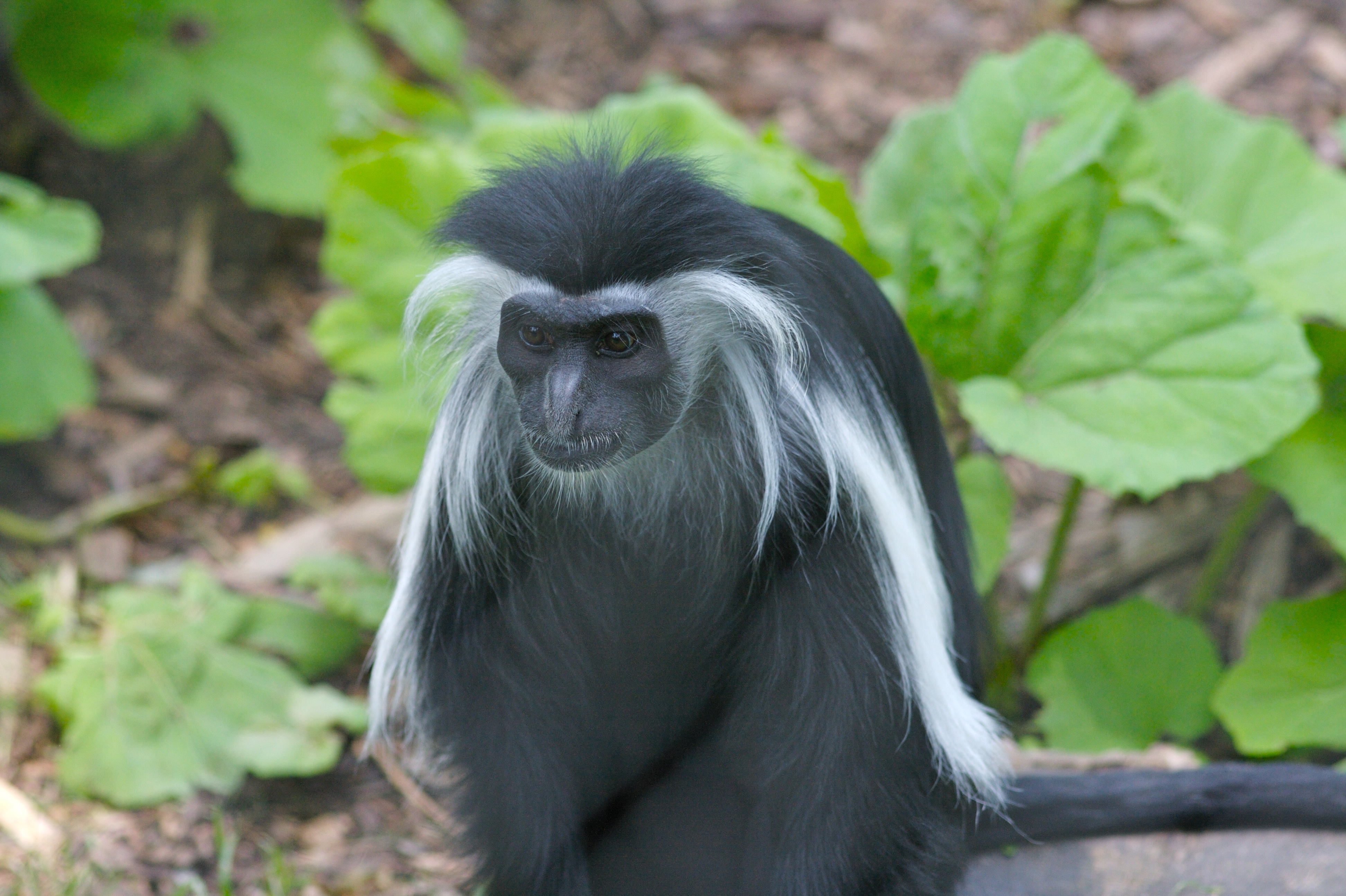 Colobus Monkey  svg #10, Download drawings