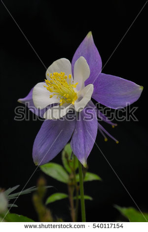 Colorado Blue Columbine clipart #11, Download drawings