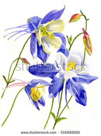 Colorado Blue Columbine clipart #8, Download drawings