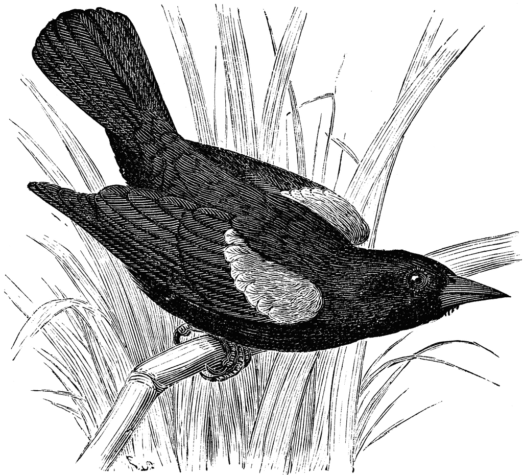 Common Blackbird clipart #1, Download drawings