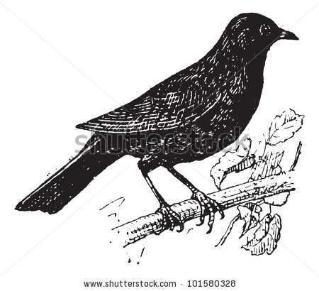 Common Blackbird svg #13, Download drawings