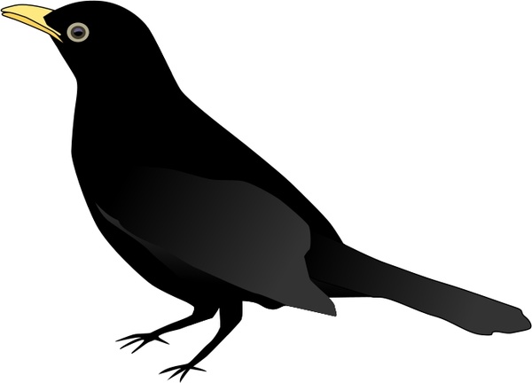Common Blackbird svg #20, Download drawings