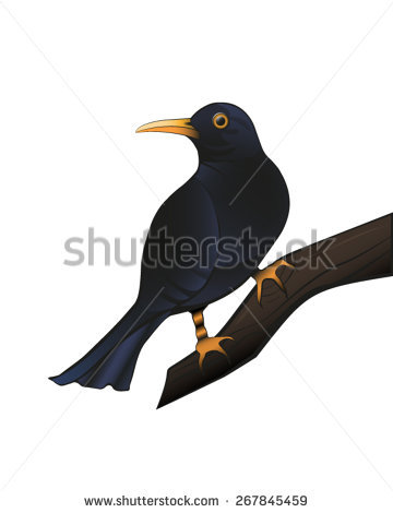 Common Blackbird svg #19, Download drawings