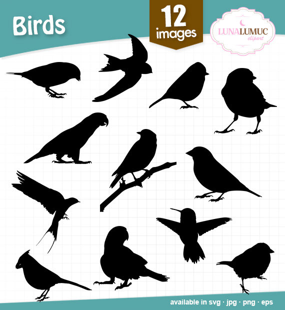 Common Blackbird svg #3, Download drawings