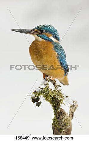Common Kingfisher clipart #12, Download drawings