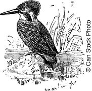 Common Kingfisher clipart #7, Download drawings
