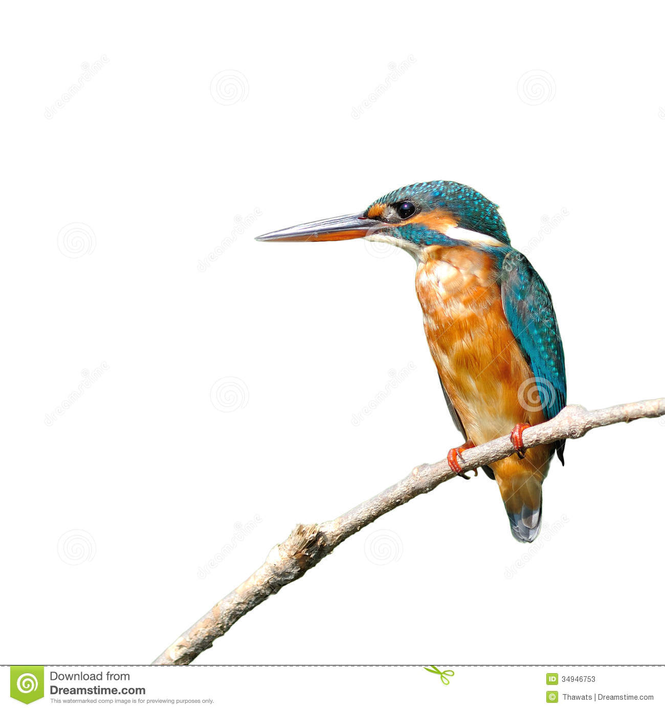 Common Kingfisher clipart #17, Download drawings