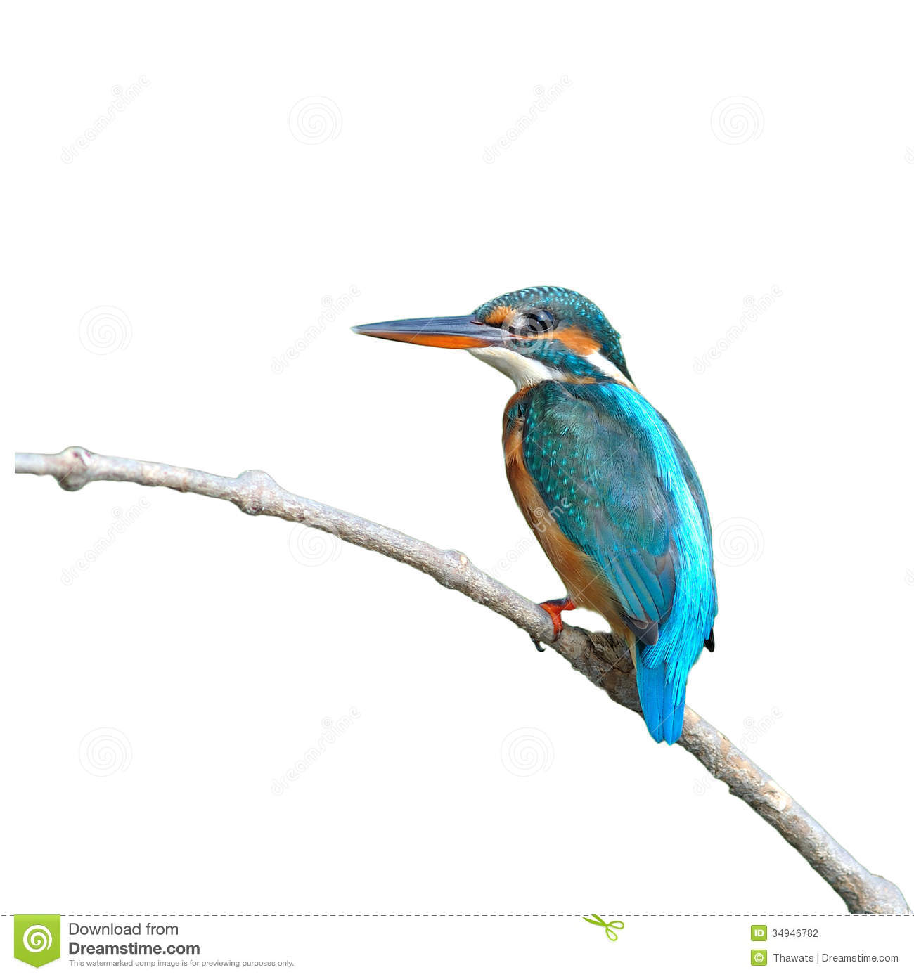 Common Kingfisher clipart #18, Download drawings