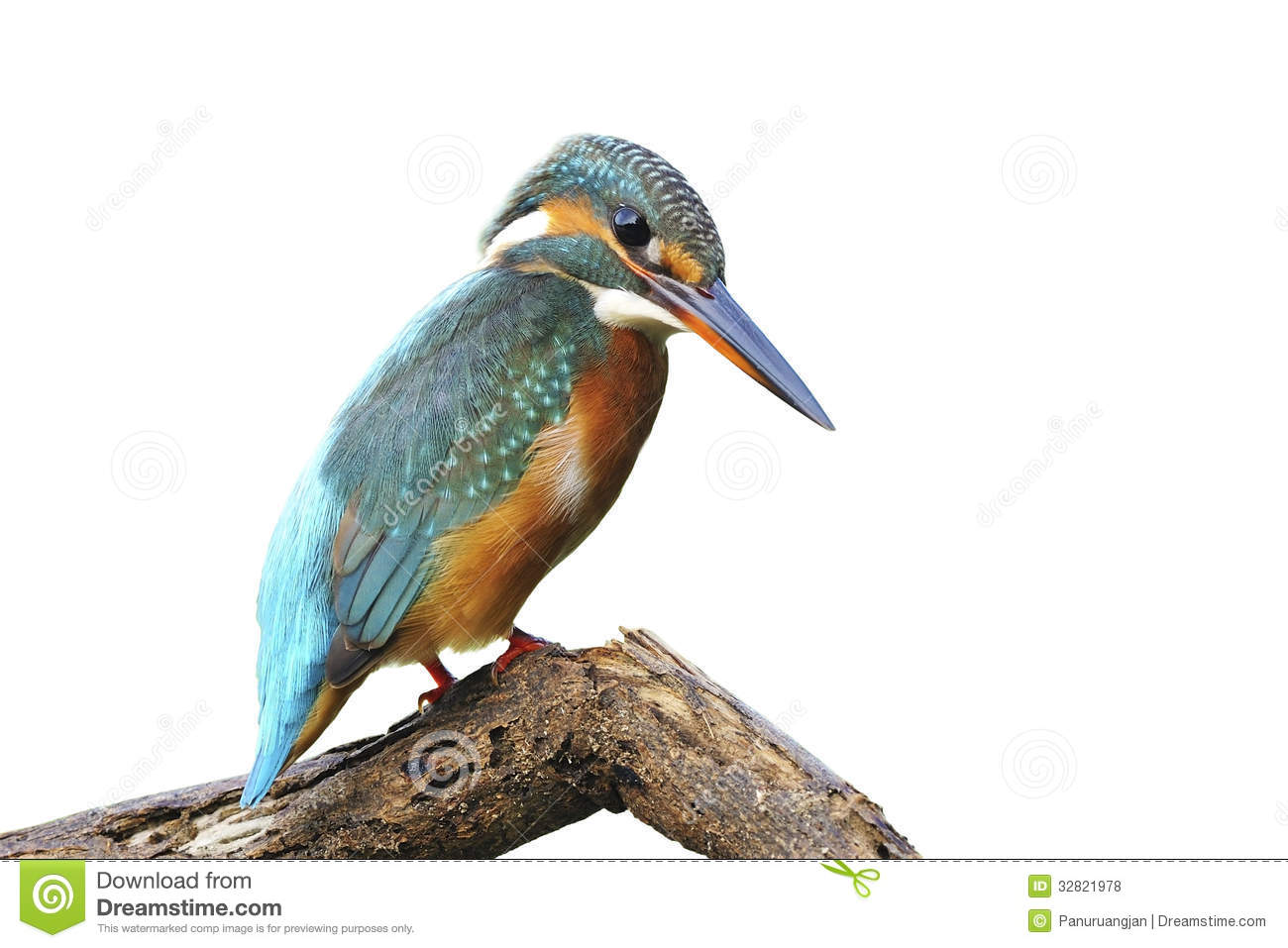 Common Kingfisher clipart #20, Download drawings