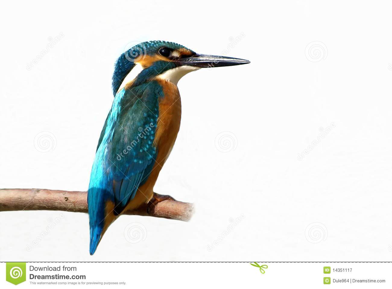 Common Kingfisher clipart #16, Download drawings