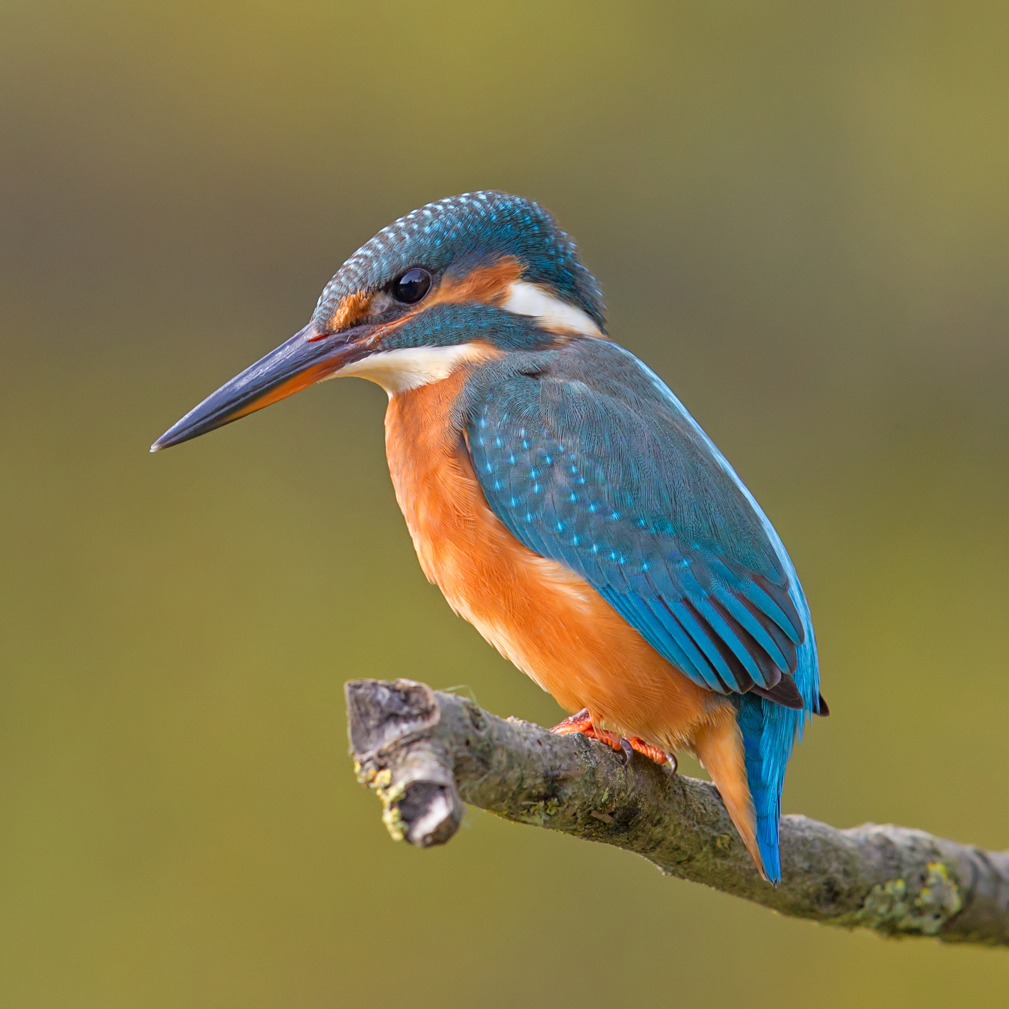 Common Kingfisher svg #20, Download drawings