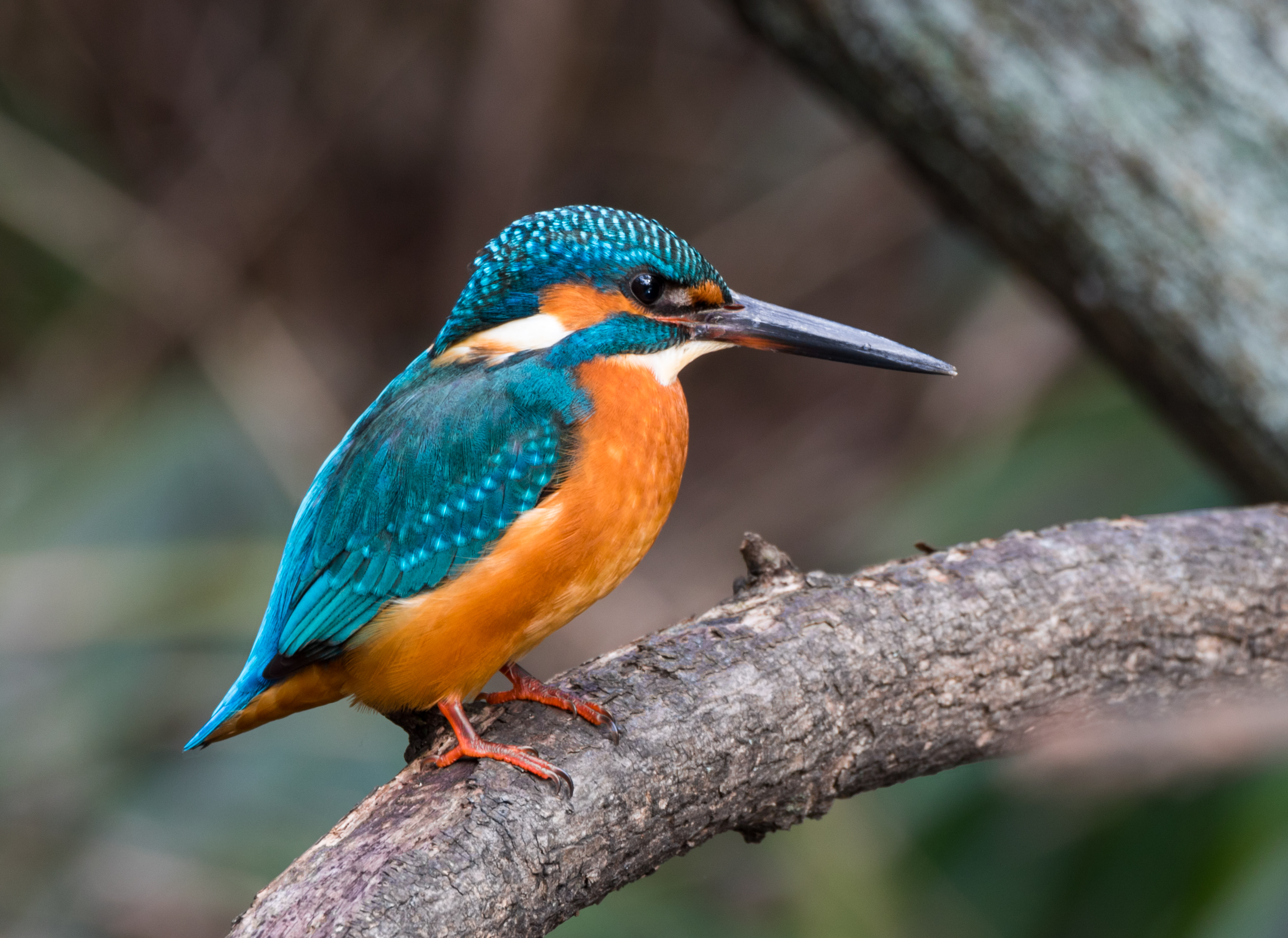 Common Kingfisher svg #4, Download drawings