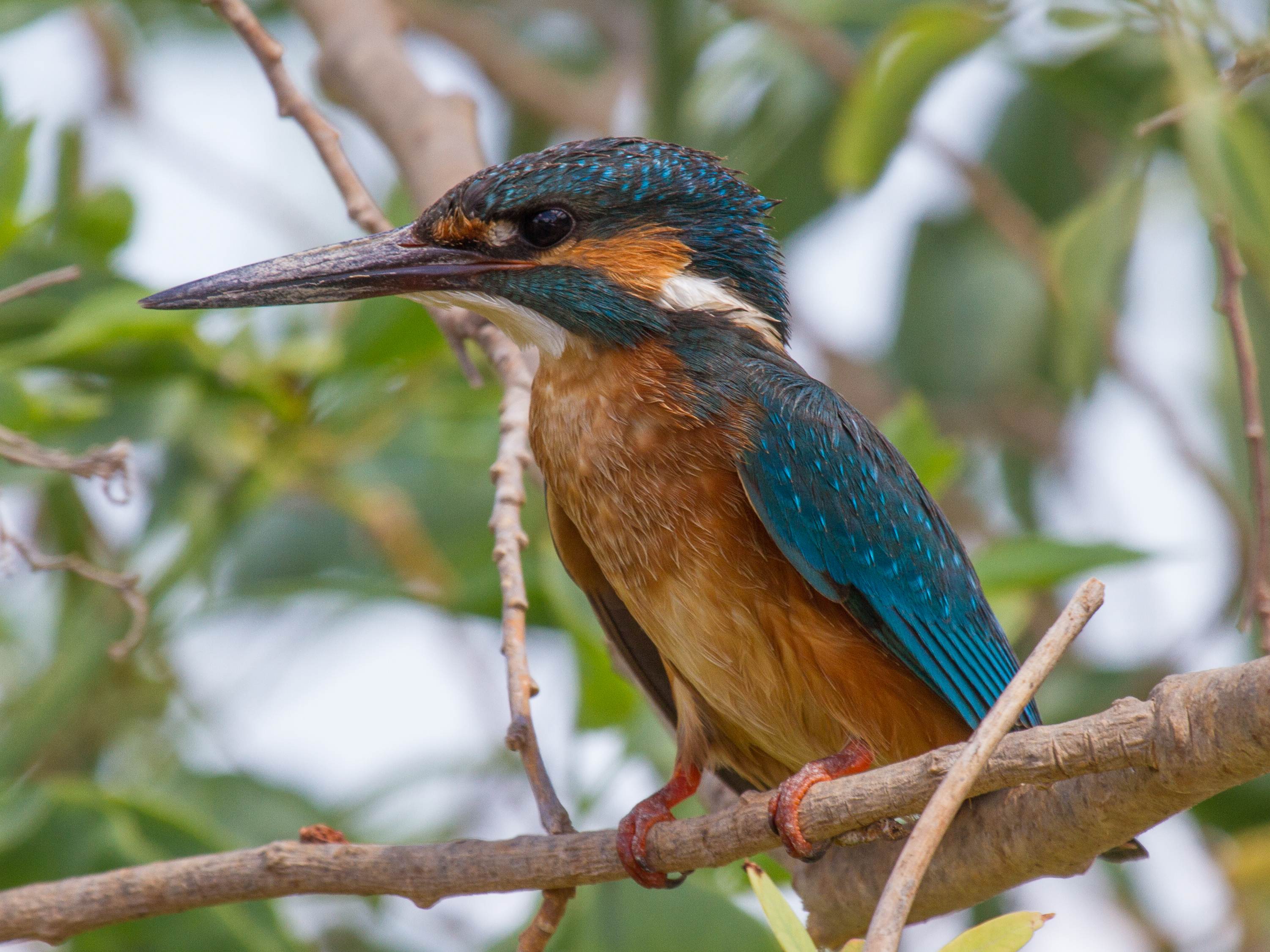 Common Kingfisher svg #5, Download drawings