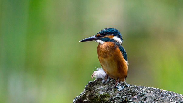 Common Kingfisher svg #13, Download drawings