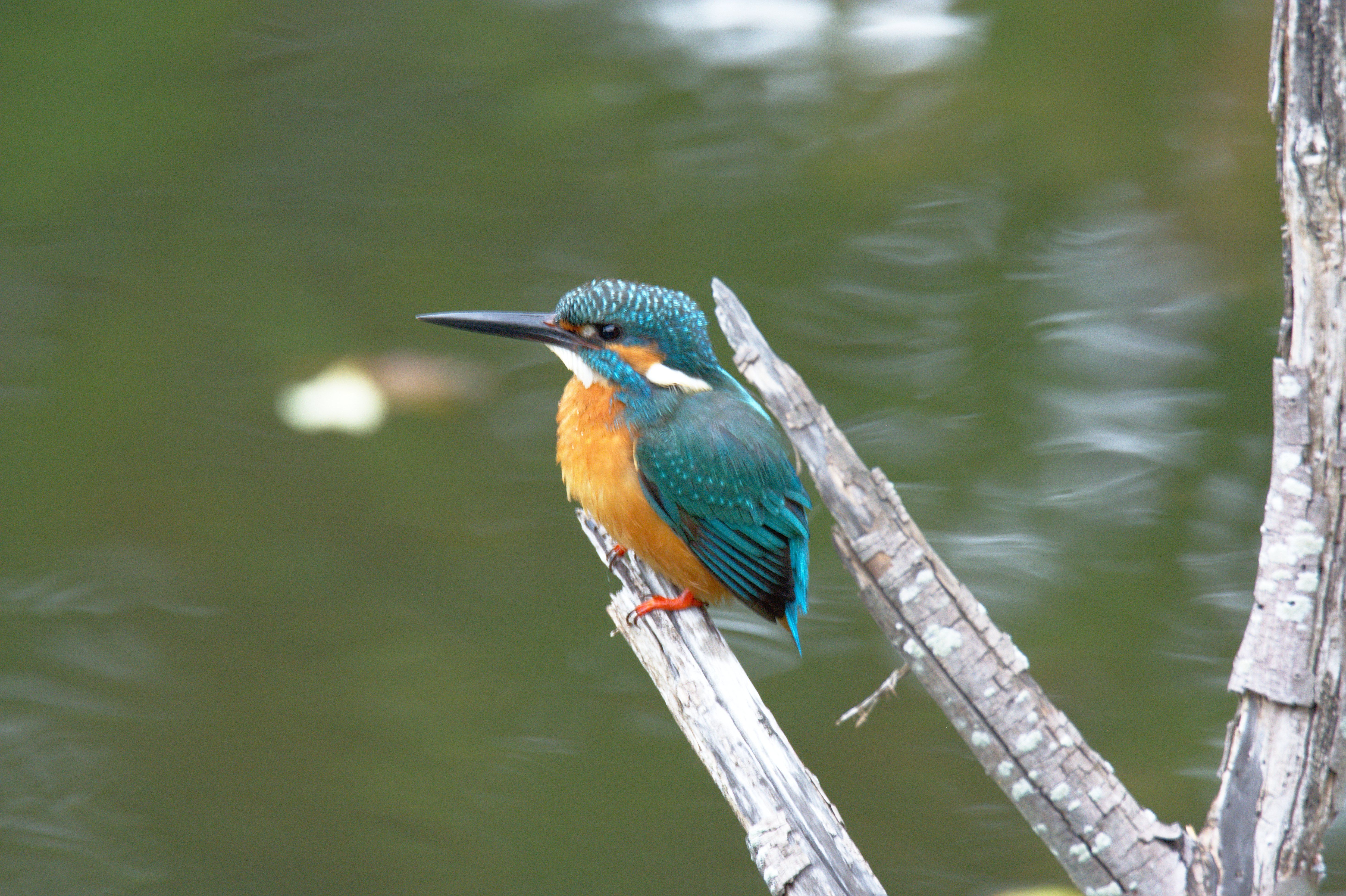 Common Kingfisher svg #2, Download drawings