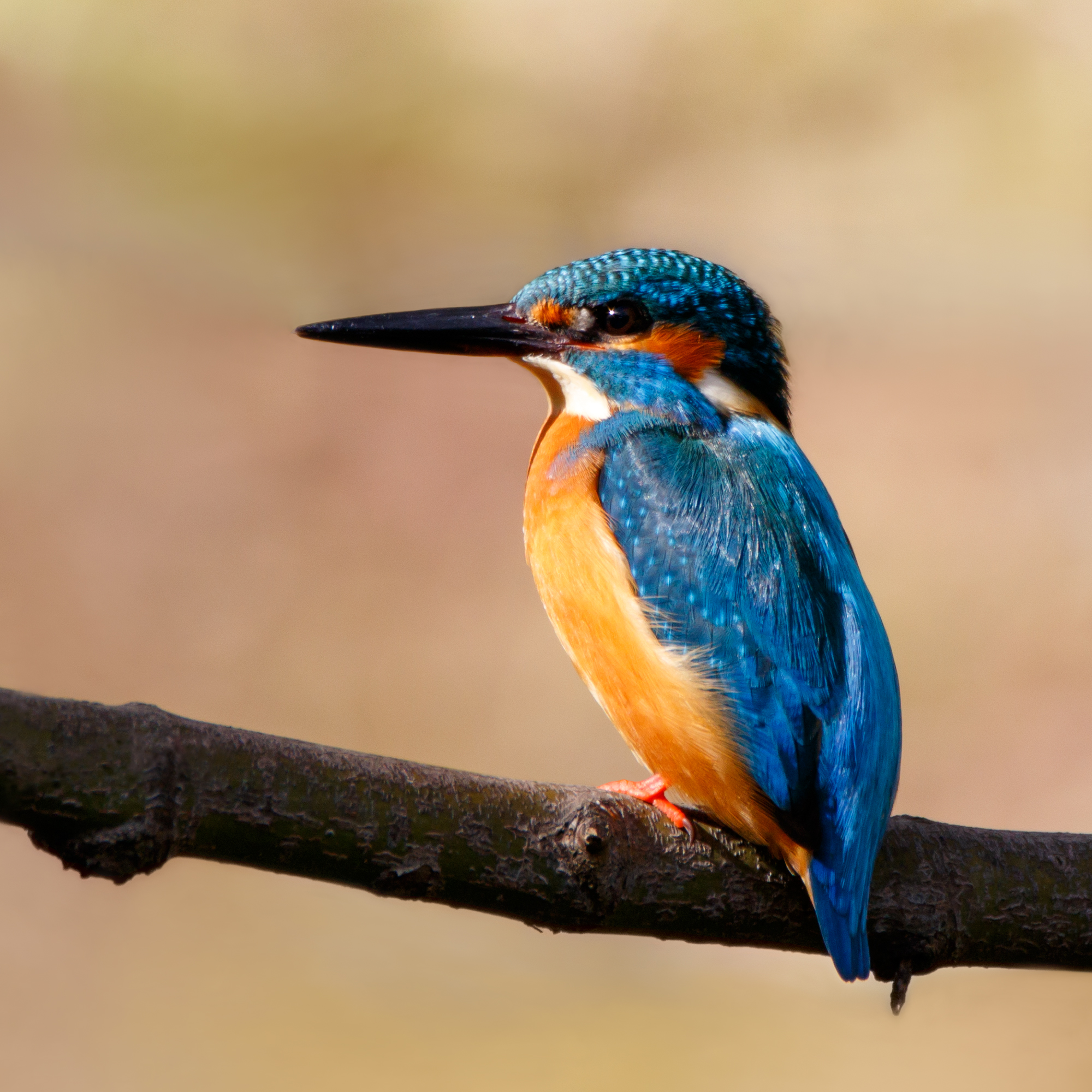 Common Kingfisher svg #7, Download drawings