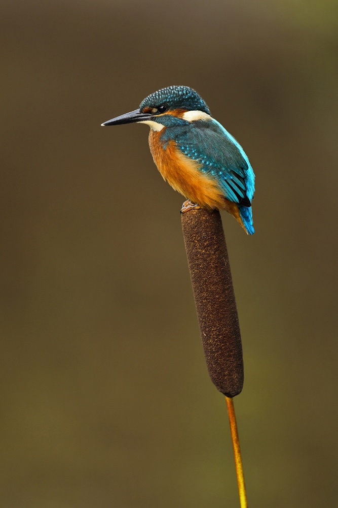 Common Kingfisher svg #17, Download drawings