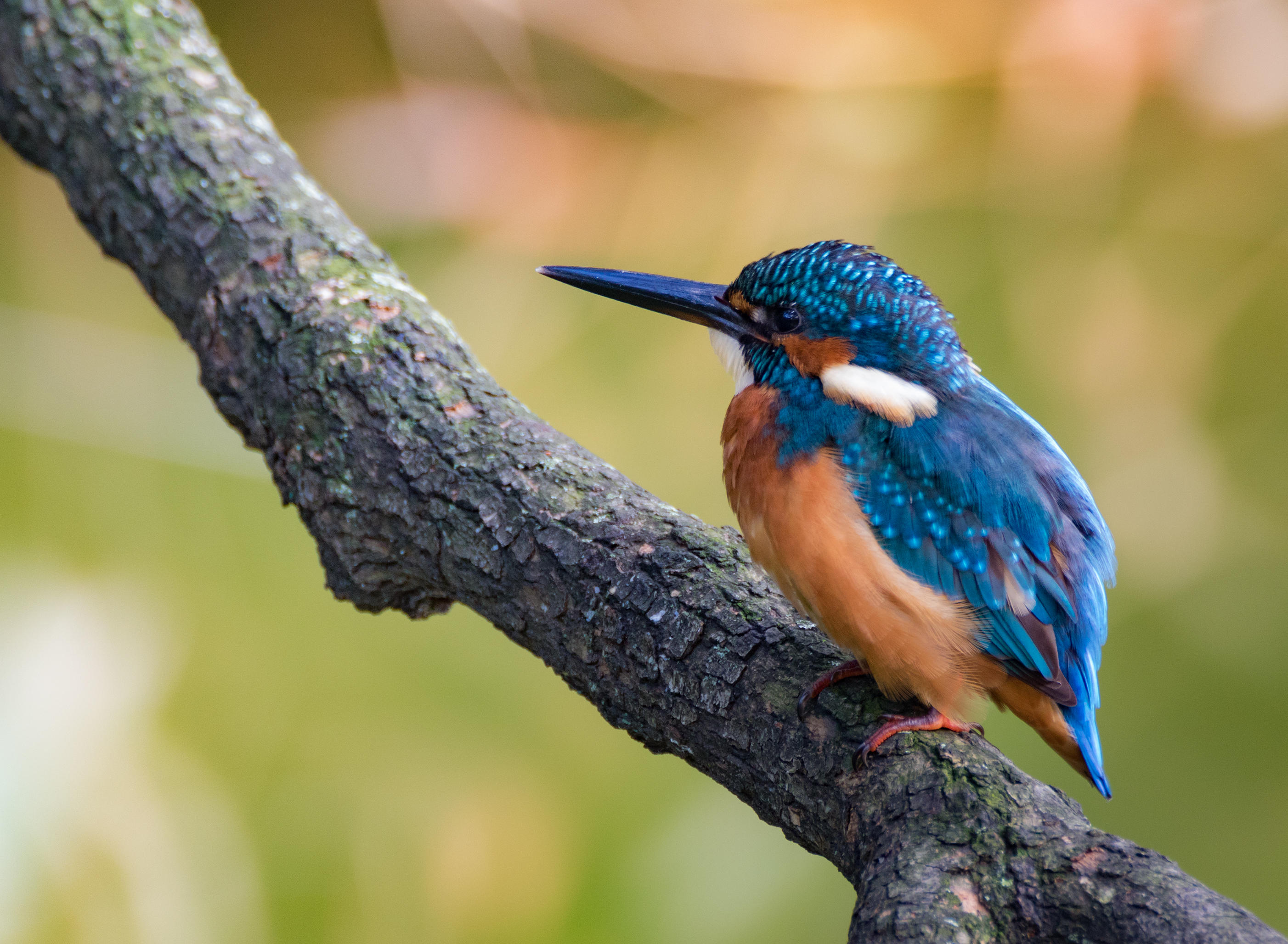 Common Kingfisher svg #6, Download drawings