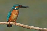 Common Kingfisher svg #18, Download drawings