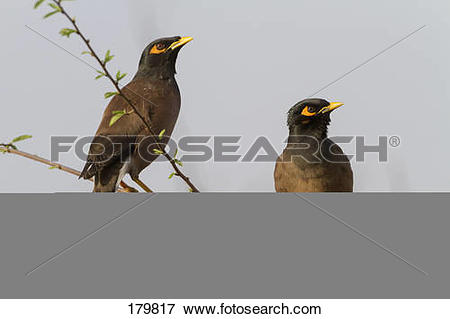 Common Myna clipart #13, Download drawings