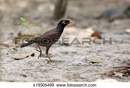 Common Myna clipart #9, Download drawings
