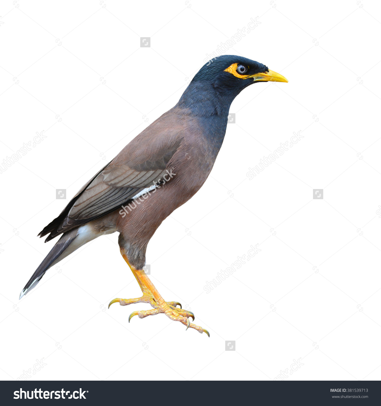 Common Myna clipart #2, Download drawings