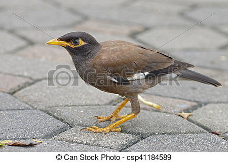 Common Myna clipart #16, Download drawings