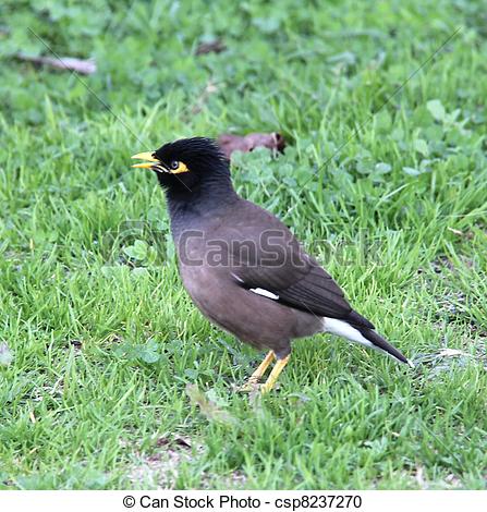 Common Myna clipart #4, Download drawings