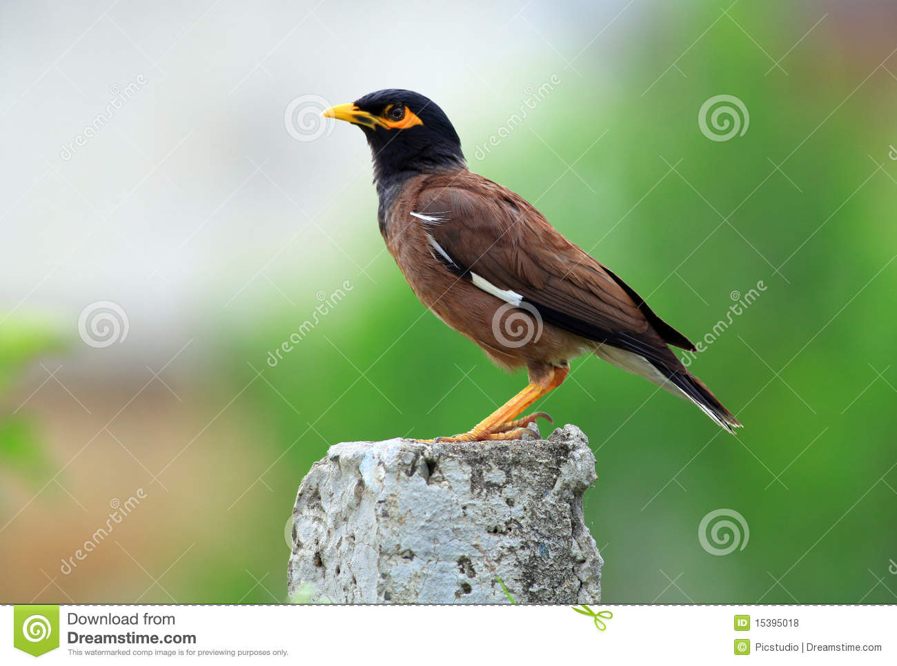 Common Myna clipart #20, Download drawings