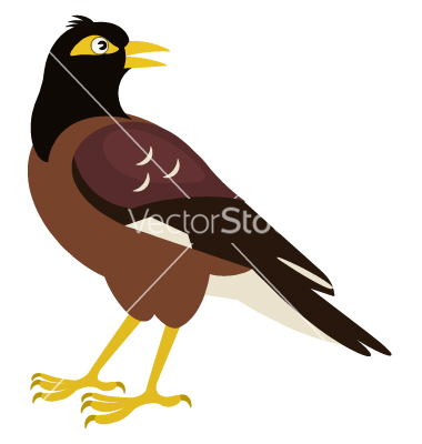 Common Myna clipart #12, Download drawings