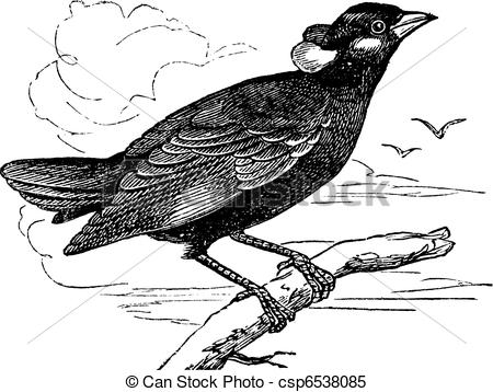 Common Myna clipart #7, Download drawings