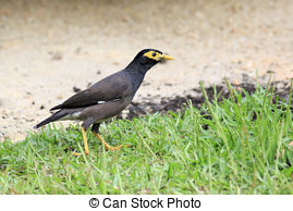 Common Myna clipart #6, Download drawings