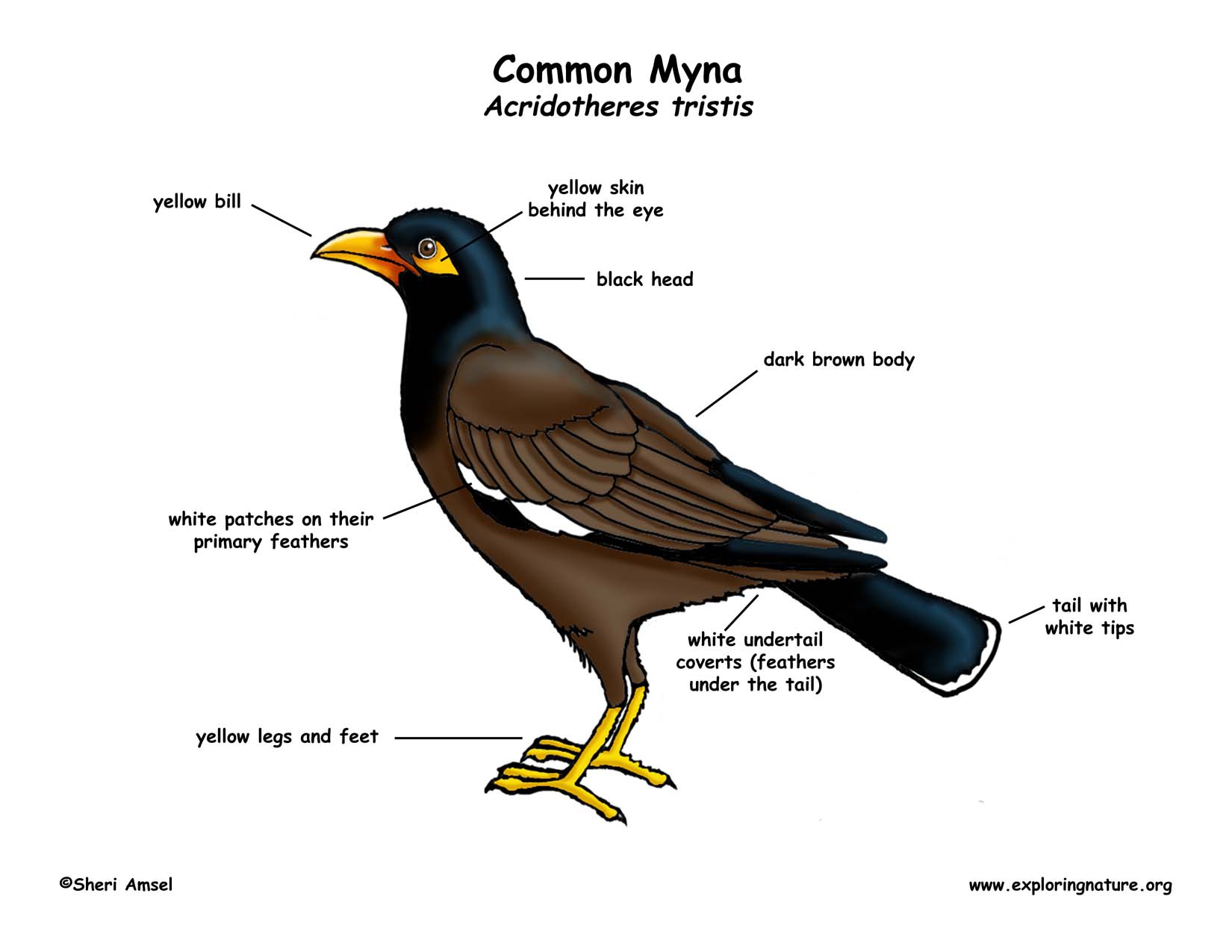 Common Myna coloring #20, Download drawings